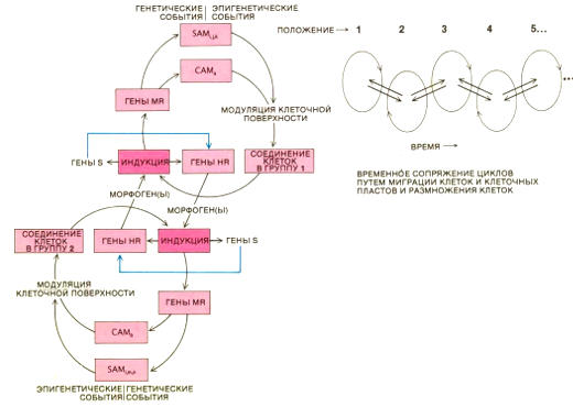 Морфорегуляторная гипотеза призвана объяснить, как молекулы клеточной адгезии (CAM) и адгезии к субстрату (SAM) обеспечивают образование групп клеток и взаимодействуют с ними, определяя форму тела животного. В цикле CAM (слева) группы клеток, связанных CAM, производят молекулы, называемые морфогенами. Морфогены вызывают в клетках, соединенных разными CAM, изменения активности морфорегуляторных генов (МR),кодирующих CAM и SAM. Морфогены влияют также на гены (НА), кодирующие тканеспецифические белки. В некоторых клетках такие гены регулируются селекторными (S) генами. После, взаимодействуя, группы клеток изменяют свое окружение и начинаются новые циклы CAM (справа) , которые влияют друг на друга (двойные стрелки)