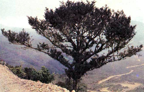Хвойное дерево с широкими иглами, Podocarpus oleifolius, — один из нескольких видов, принадлежащих к роду Podocarpus и растущих на высоте 1800 м и выше в эквадорских Андах. Эти деревья не встречаются на территории Эквадора в дождевых лесах, по всей вероятности, потому, что предпочитают относительную прохладу гористых районов. Однако недавно автор обнаружил в эквадорских дождевых лесах ископаемые остатки Podocarpus, датированные ледниковым периодом. Это открытие послужило главным аргументом против теории рефугий, объясняющей разделение ареалов. Место, где были найдены ископаемые остатки (район Меры), располагающееся в пределах одного из предполагаемых ««убежищ», в ледниковый период, как свидетельствуют эти остатки, было холодным, а следовательно, не могло служить ««убежищем». Если в окрестностях Меры было слишком холодно, чтобы там существовал дождевой лес, можно предположить, что в некоторых или во всех других предполагаемых «убежищах» было также слишком холодно.