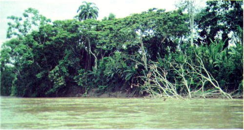 Река Напо в Эквадоре размывает берега и валит деревья. Это одна из многих рек, которые постоянно изменяют топографию дождевых лесов. Автор считает, что экосистема Амазонии адаптируется к естественным воздействиям, позволяющим выжить растениям и животным, но не к деятельности человека, который производит катастрофические по последствиям сплошные рубки