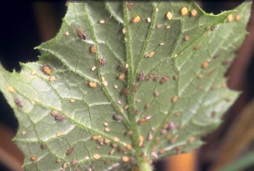 Как бороться с тлей на огурцах