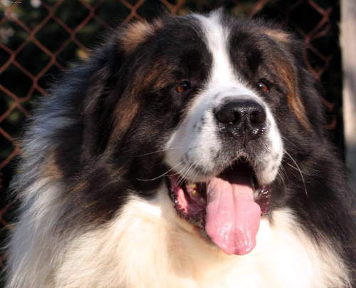 Московская сторожевая